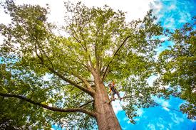 Trusted Marlinton, WV Tree Removal Services Experts