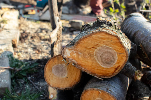 How Our Tree Care Process Works  in  Marlinton, WV